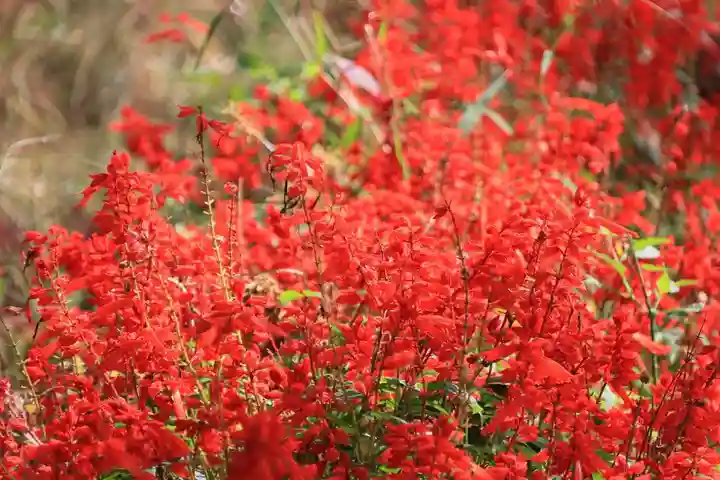 阿久津「田村神社」(郡山市阿久津町)旧社名:伊豆箱根三嶋三社の庭園