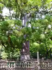 日高神社の自然