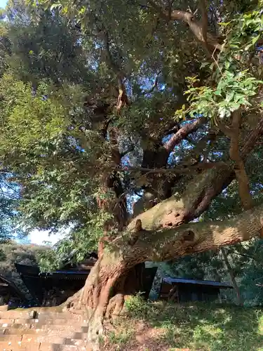 面足神社の自然