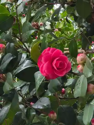 沙沙貴神社(滋賀県)