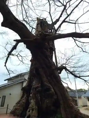 神魂伊能知奴志神社(島根県)