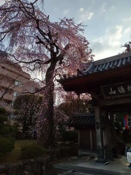栽松院(宮城県)