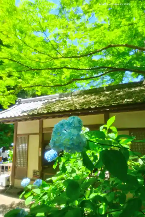 明月院(神奈川県)