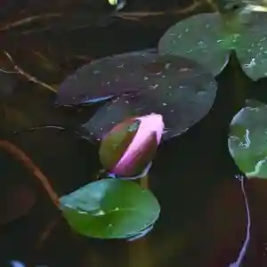 光明寺の庭園(2021年05月20日(木) 12時25分15秒投稿)