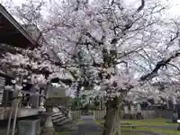 妙経寺(福井県)