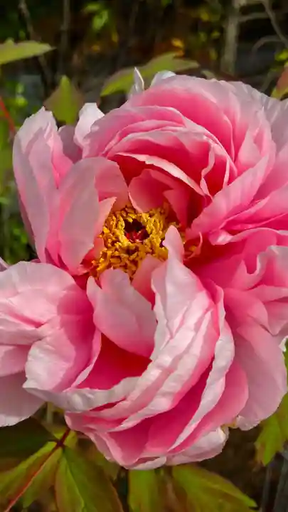 定林山 能成寺(山梨県)