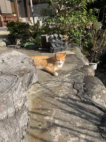 一心寺・一心禅寺の動物