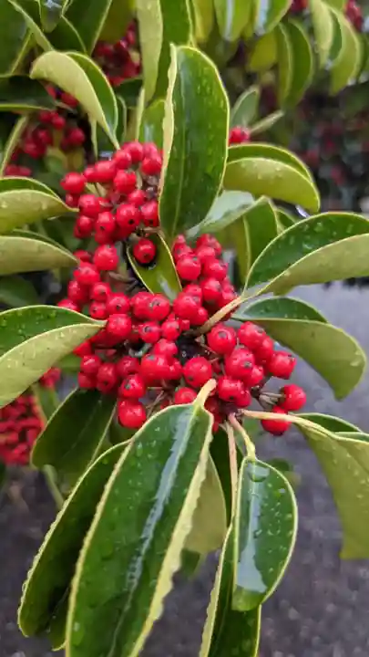 田縣神社(愛知県)
