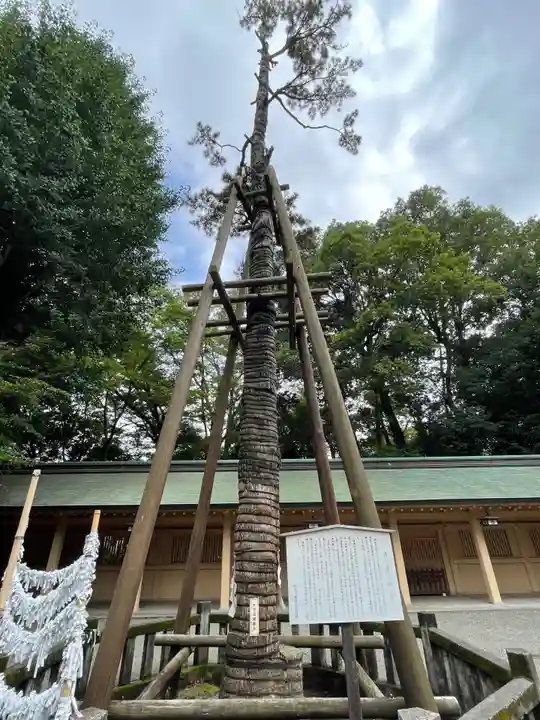 荻窪八幡神社の自然