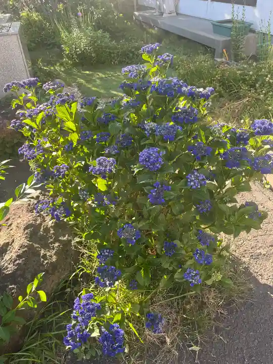 宝壽山 吉祥院の自然