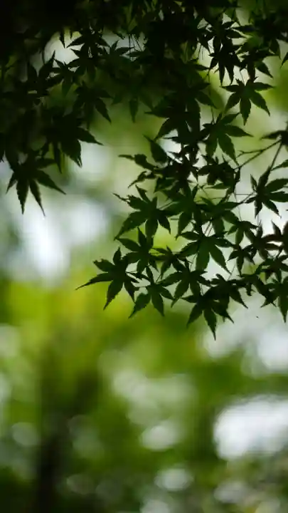 常寂光寺(京都府)