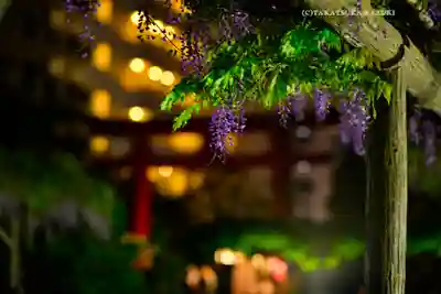亀戸天神社(東京都)