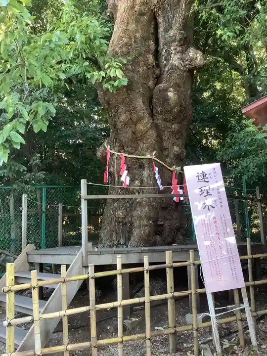 城山八幡宮の自然