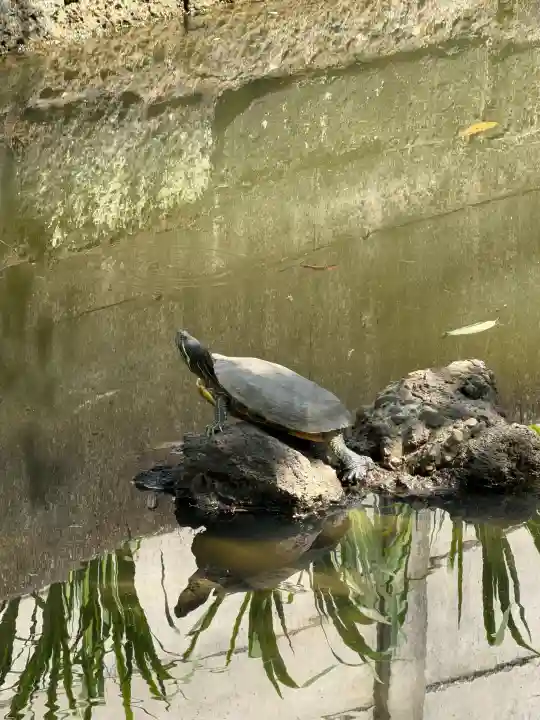 磐井神社の{uncategorized: "未分類", other: "その他", undefined: "問題あり", building: "その他建物", grave: "お墓", sacred_gate: "鳥居", guardian: "狛犬", statue: "像", buddha: "仏像", history: "歴史", nature: "自然", garden: "庭園", animal: "動物", pagoda: "塔", temizu: "手水舎", mountain_gate: "山門・神門", sanctuary: "本殿・本堂", subordinate: "末社・摂社", art: "芸術", scenery: "景色", jizo: "地蔵", ema: "絵馬", goshuin: "御朱印", omikuji: "おみくじ", items: "授与品その他", amulet: "お守り", goshuincho: "御朱印帳", eats: "食事", festival: "お祭り", votive_dance: "神楽", shichigosan: "七五三参", wedding: "結婚式", experience: "体験その他", initially: "初詣", around: "周辺", anti_infection: "感染症対策"}