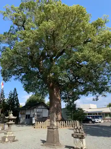 豊福阿蘇神社の自然