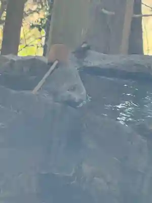 幣立神宮の{uncategorized: "未分類", other: "その他", undefined: "問題あり", building: "その他建物", grave: "お墓", sacred_gate: "鳥居", guardian: "狛犬", statue: "像", buddha: "仏像", history: "歴史", nature: "自然", garden: "庭園", animal: "動物", pagoda: "塔", temizu: "手水舎", mountain_gate: "山門・神門", sanctuary: "本殿・本堂", subordinate: "末社・摂社", art: "芸術", scenery: "景色", jizo: "地蔵", ema: "絵馬", goshuin: "御朱印", omikuji: "おみくじ", items: "授与品その他", amulet: "お守り", goshuincho: "御朱印帳", eats: "食事", festival: "お祭り", votive_dance: "神楽", shichigosan: "七五三参", wedding: "結婚式", experience: "体験その他", initially: "初詣", around: "周辺", anti_infection: "感染症対策"}