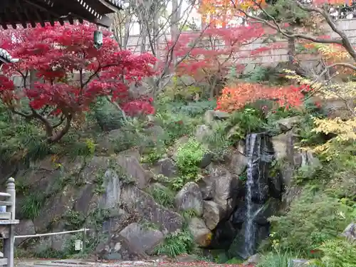 妙蓮寺の庭園