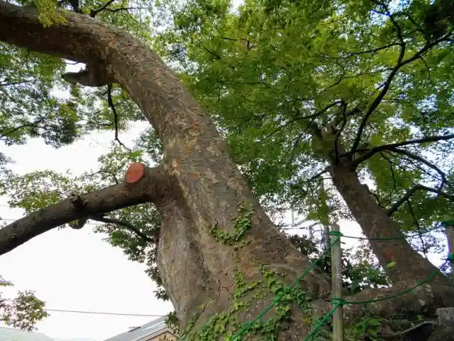 六代山不動院の自然