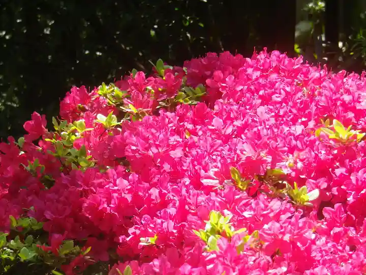 浄光明寺の自然