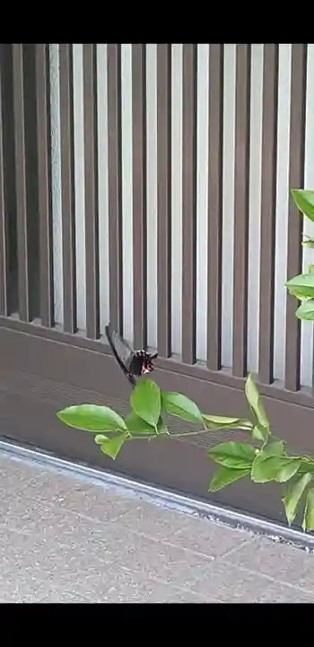 津嶋部神社(大阪府)
