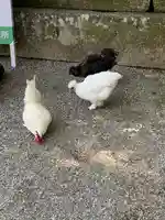 石上神宮の動物