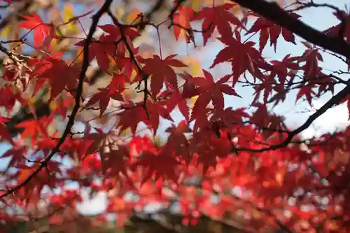 雲樹寺の自然