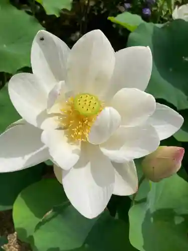 法金剛院(京都府)