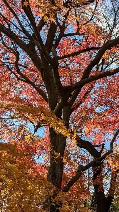 龍安寺(京都府)