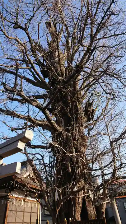 飛木稲荷神社の自然