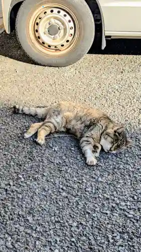 白金氷川神社の動物