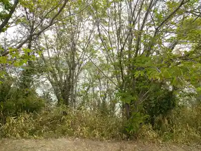 柏島神社の自然