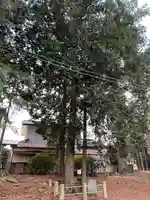 両之木八幡宮の自然