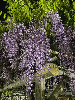 亀戸天神社(東京都)