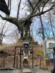 熊野皇大神社の自然