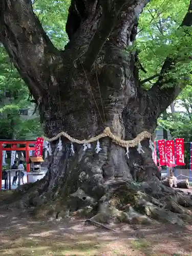 秩父今宮神社の自然