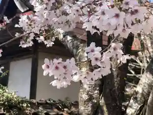 木舟山 順教寺の自然(2022年04月04日(月) 12時34分10秒投稿)