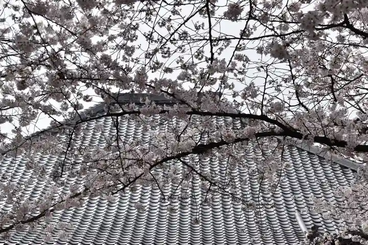 墨染寺(桜寺)の自然