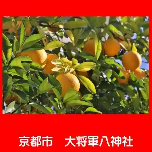 大将軍八神社の自然