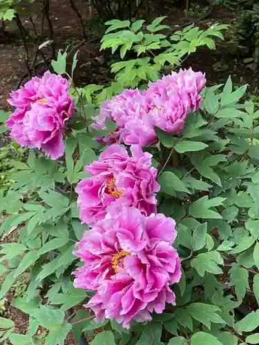 東長谷寺　薬王院(東京都)
