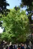 新宮熊野神社の自然