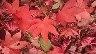 水使神社の自然