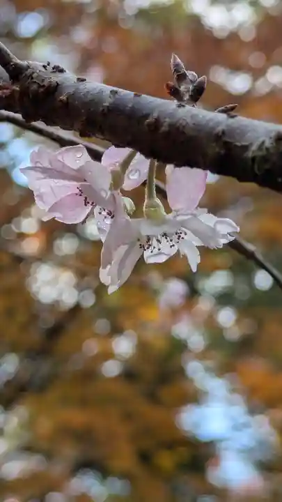 十輪寺(京都府)
