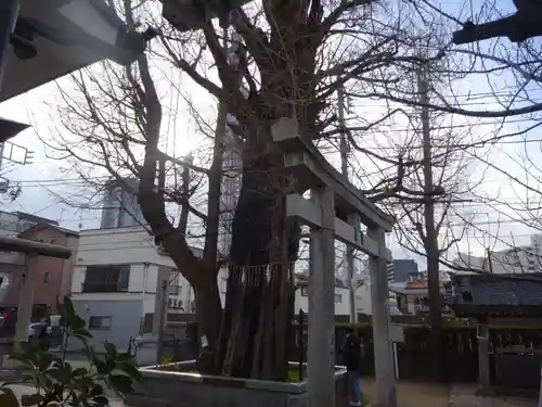 飛木稲荷神社の自然