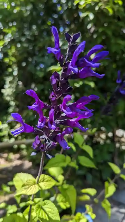 明暗寺(京都府)