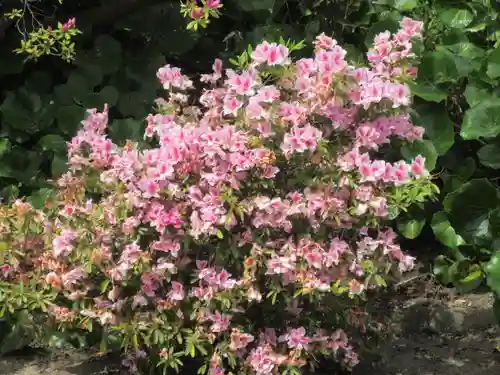安養院　(田代寺）の自然