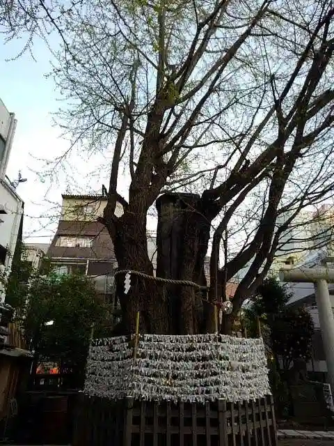 天祖神社の自然