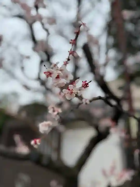 薬師寺 南蔵院 (東京都)