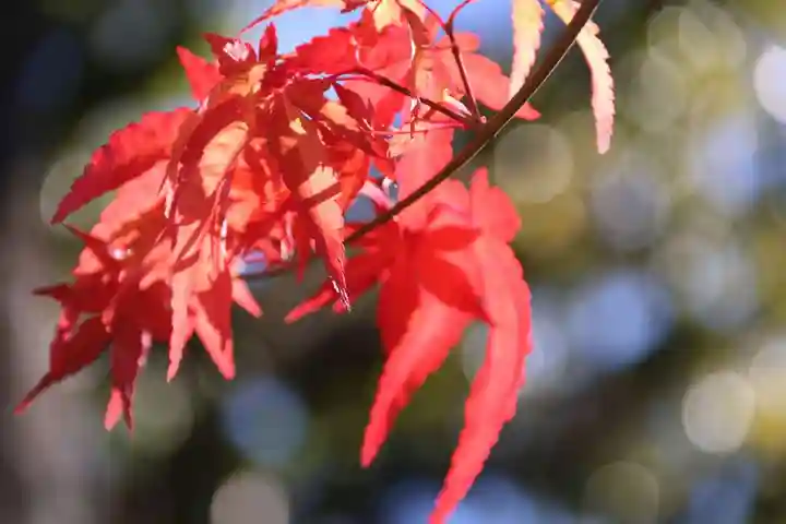 隠津島神社の自然