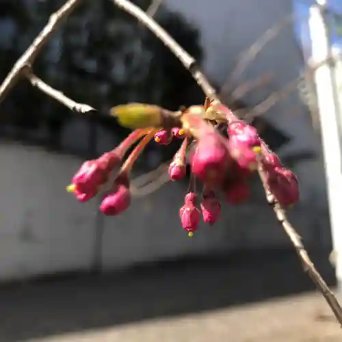 田無神社の自然