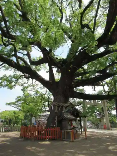 百舌鳥八幡宮の自然